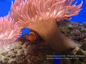 driebandanemoonvis-clownvis-blijdorp-111113